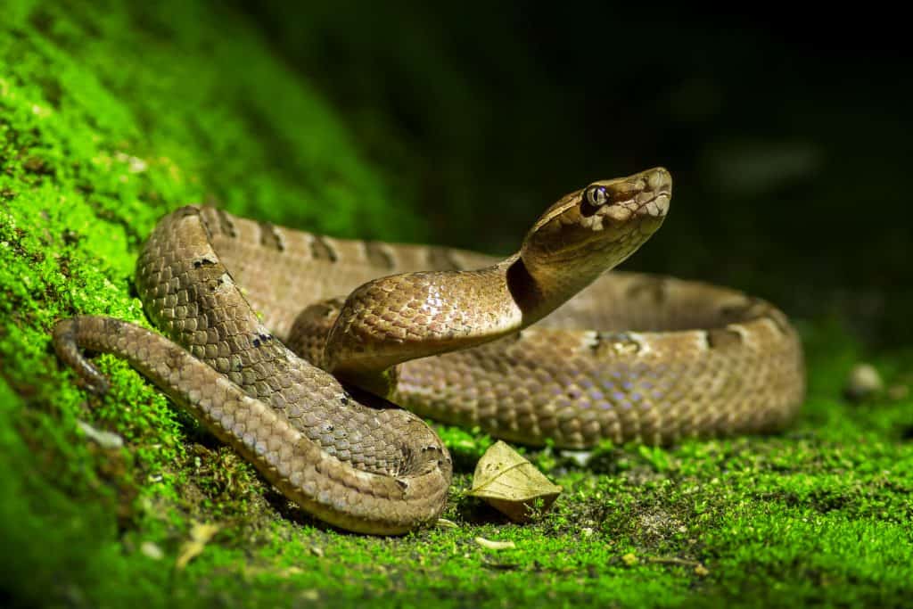 Najotrovnija zmija na svetu